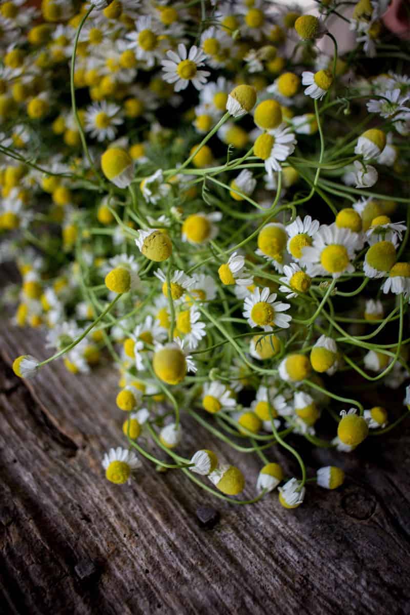 5 Delicious Ways to Indulge with Fresh Chamomile by @vigorandsage & @beardandbonnet onwww.thismessisours.com