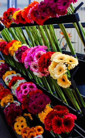 A stand of cut flowers filled with Gerbera daisies
