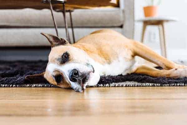 A dog laying on a floor