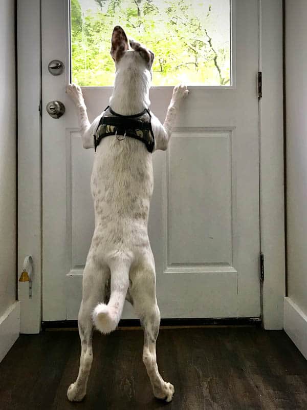 A white dog standing on her back legs looking out the window