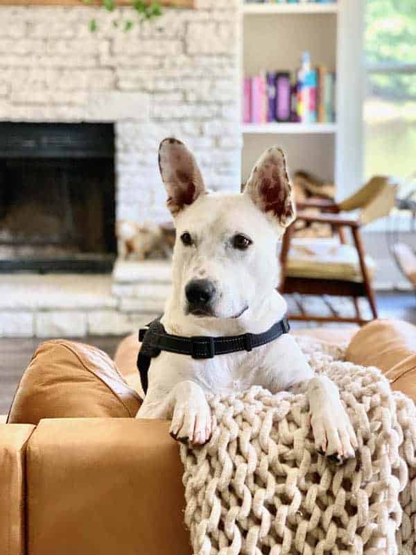 A small white dog with big spotted ears sits on a leather couch