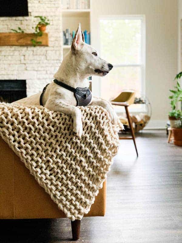 A white dog on a leather sofa