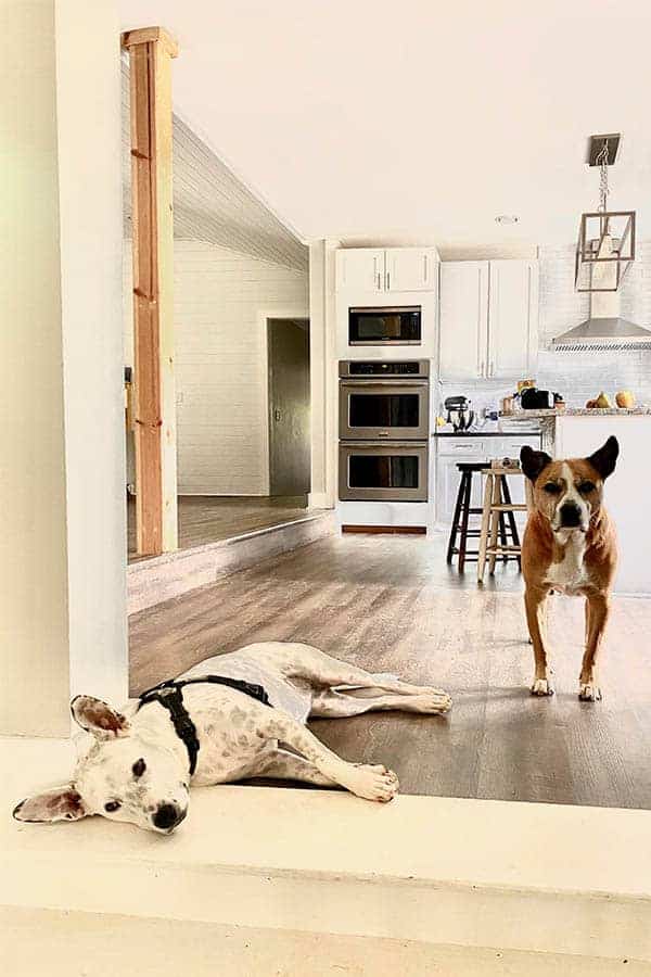 2 dogs in a doorway of a house. One is white with brown spots and is laying down the other is brown with brindle markings