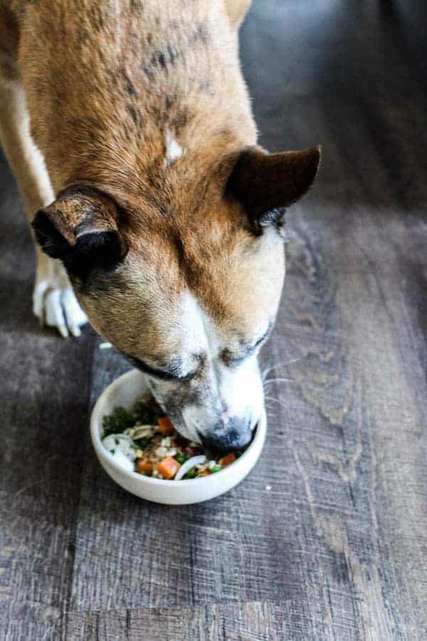 a cute brown dog eating a bowl of home made dog food