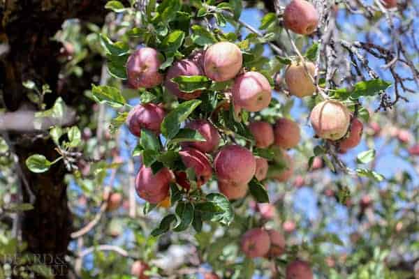 An apple orchard 