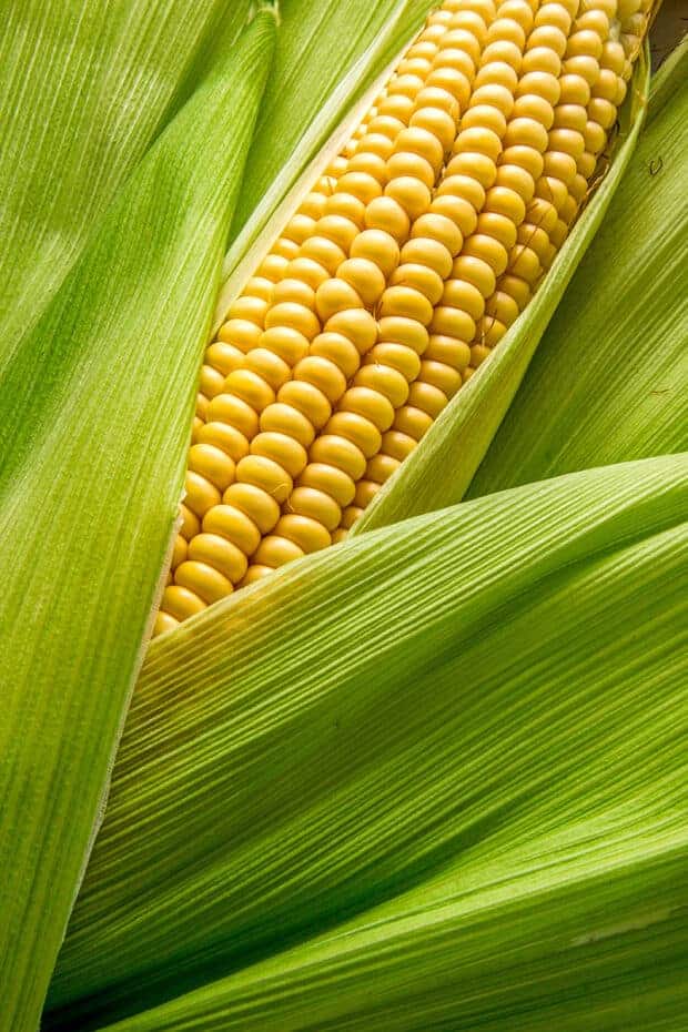 A close up of corn on the cob