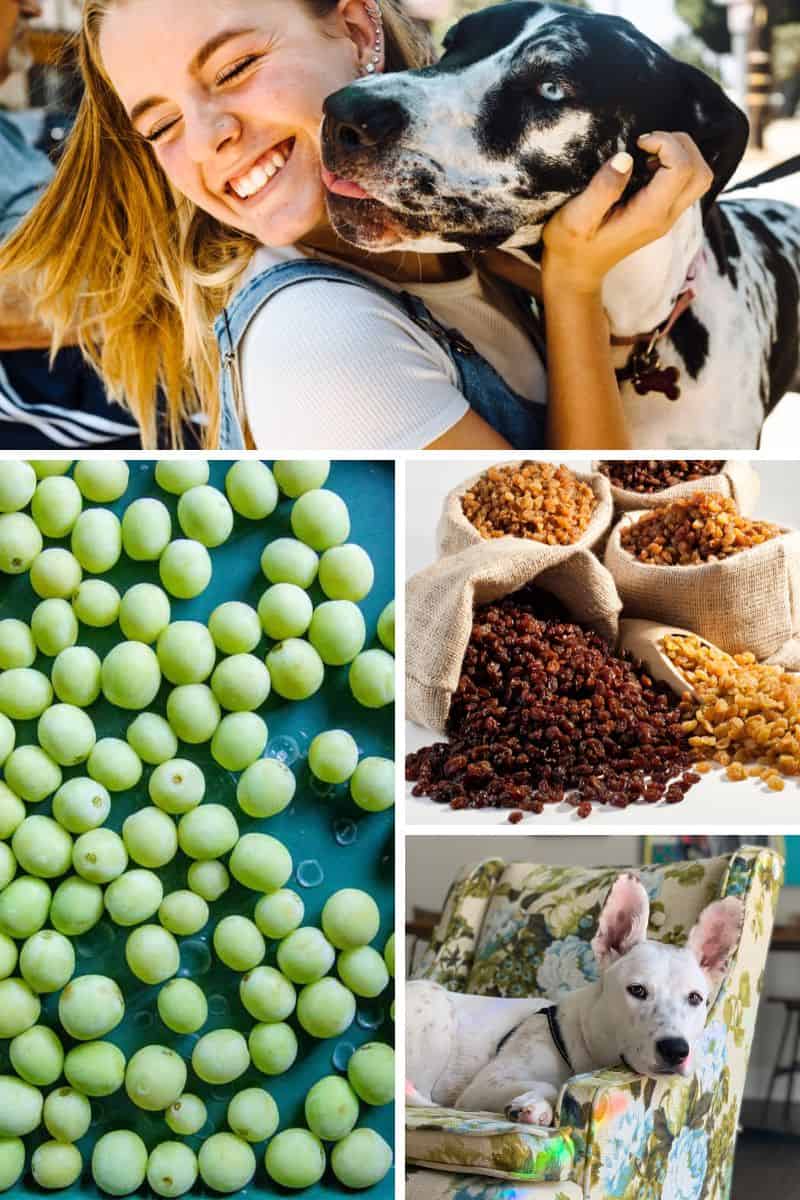 Can Dogs Eat Grapes? The Forbidden Fruit - This Mess is Ours