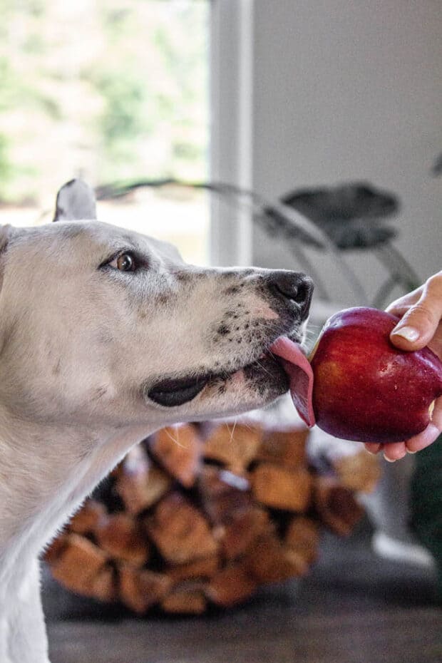 Dog licking DIY Apple Kong treat