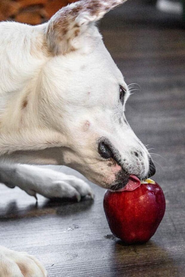 Dog eating DIY Apple Kong treat stuffed with a frozen banana.