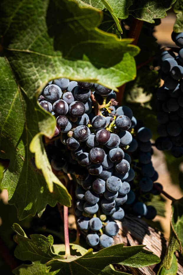 wines in the vineyard