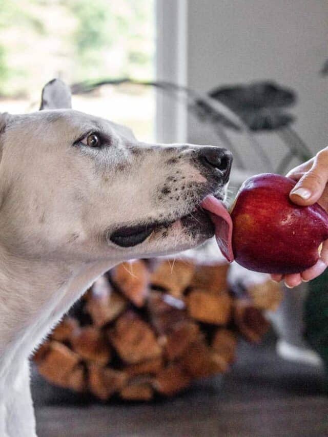 Apple Kong Dog Treat