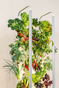 How I Learned How To Grow Food Indoors All Year With My Gardyn