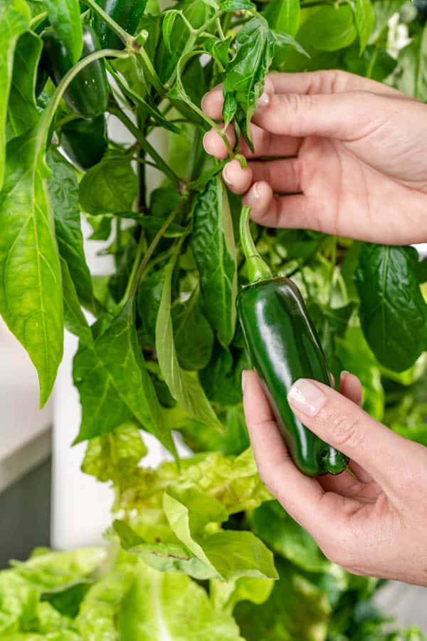 jalapenos being harvested from Gardyn.