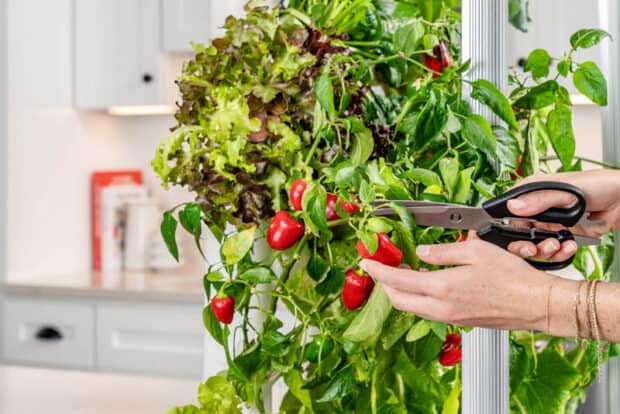 How I Learned How To Grow Food Indoors All Year With My Gardyn 