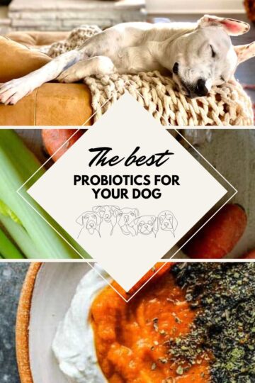 The Best Probiotics For Dogs To Keep Your Dog Healthy and Happy in 2022