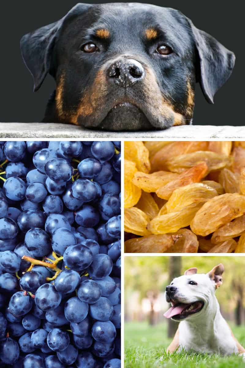 what happens if my dog ate a grape
