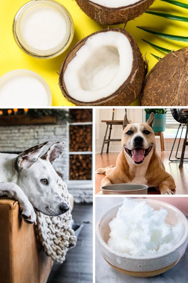 A collasge with imagesx of dogs and coconut oil. Is coconut oil good for dogs & should you give it to your dog?