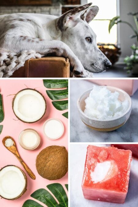 Is coconut oil good for dogs & should you give it to your dog? with an imagre of a watermelon and coconut oil treat.