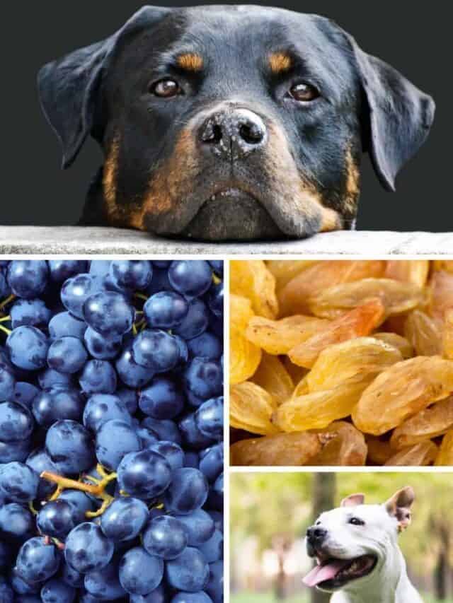 are purple grapes bad for dogs