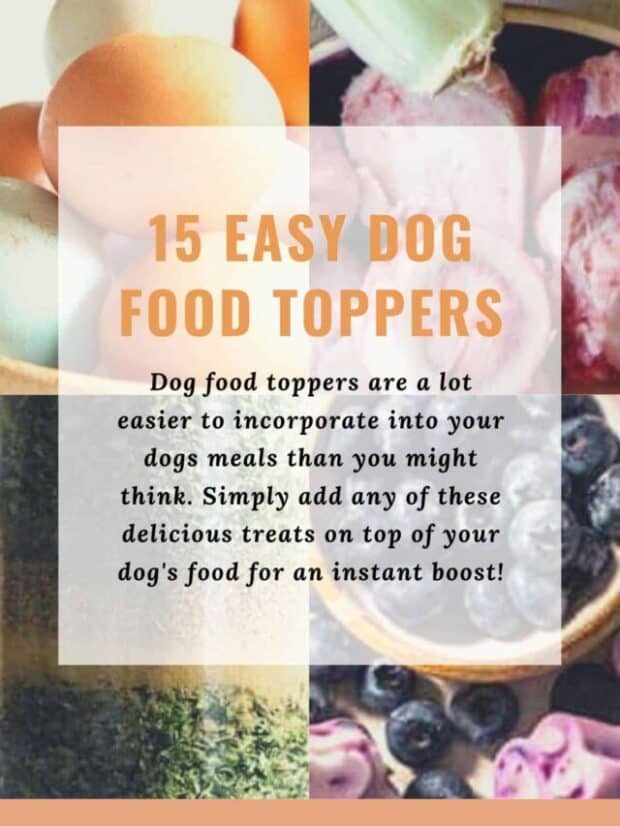 The Best Easy Dog Food Toppers To Give Your Pup 