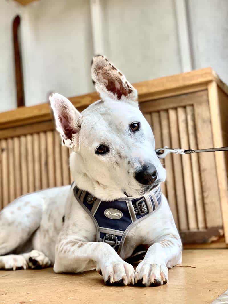 A sweet white dog with brown spots.