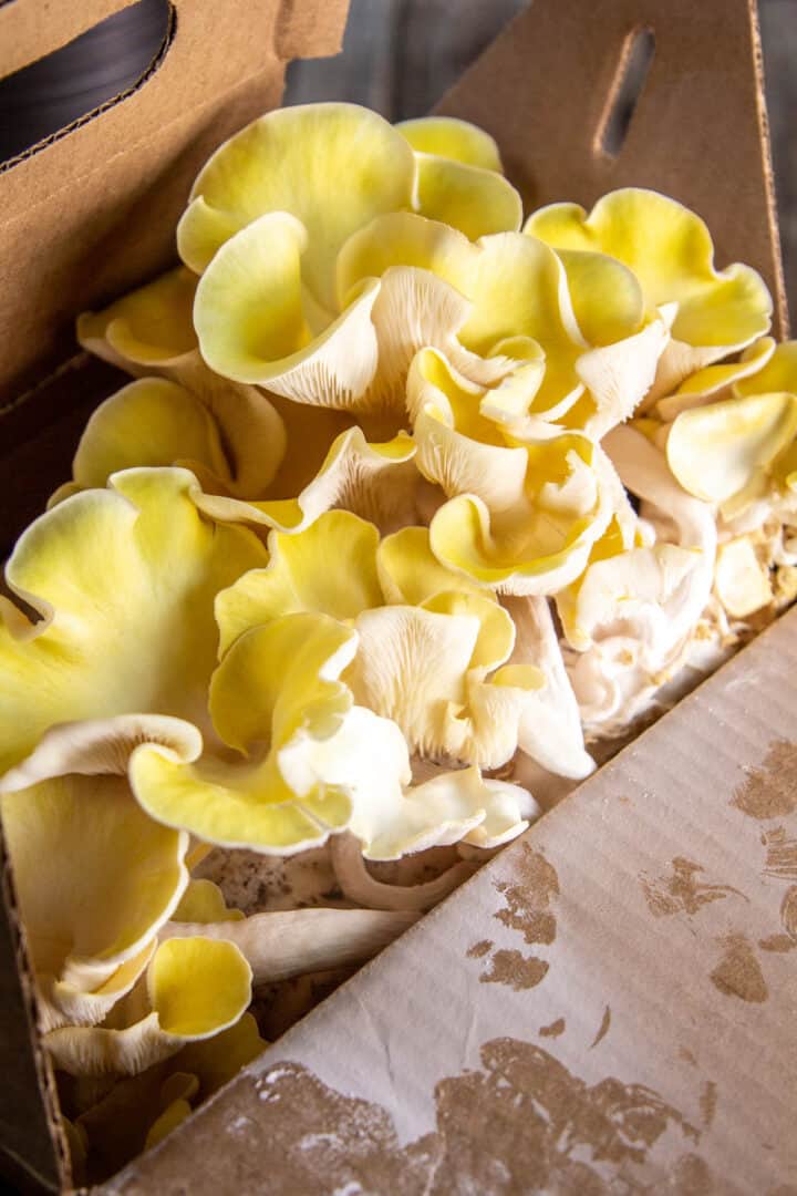 How Do Mushrooms Grow? An Easy Way to Grow Mushrooms at Home! This Mess is Ours