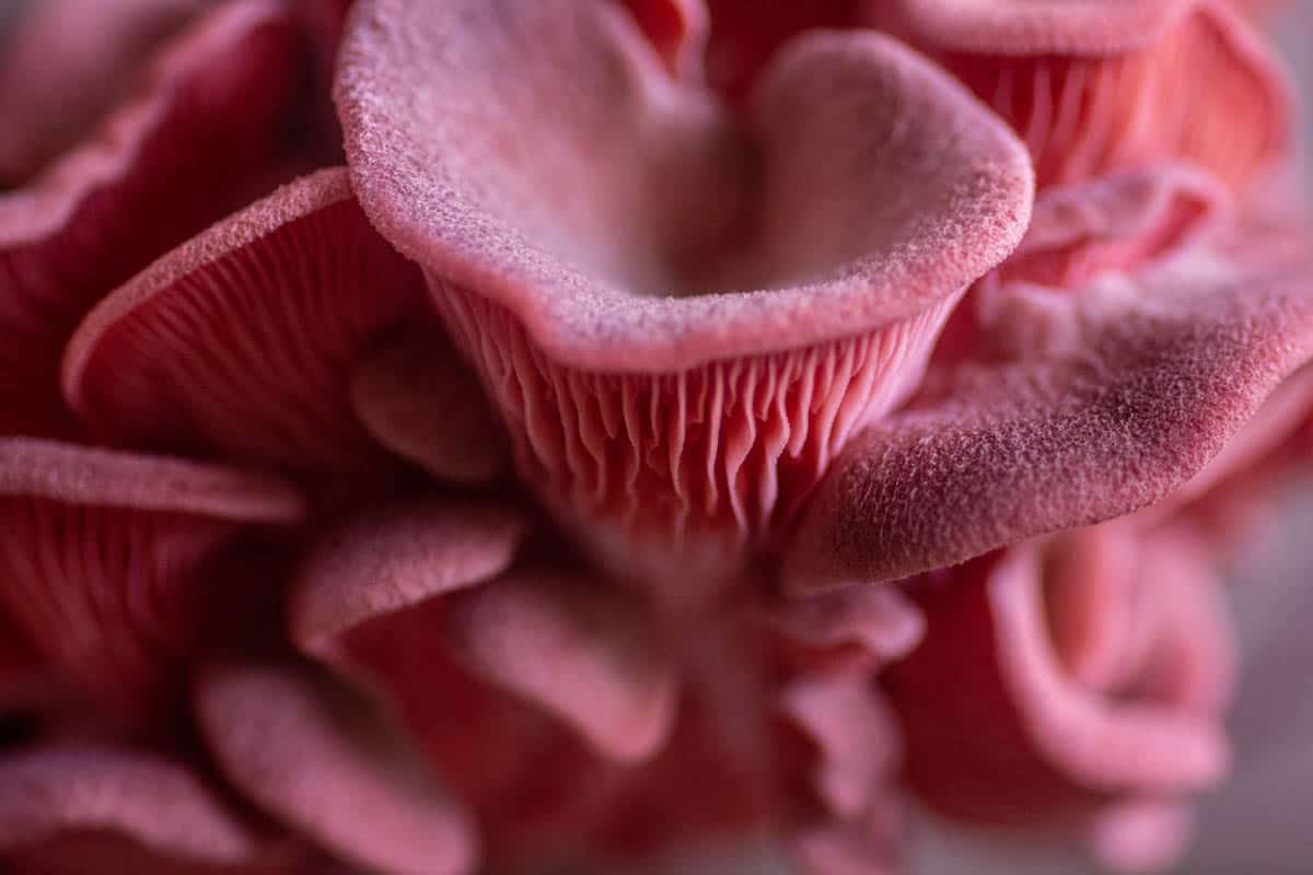 Close up of pink oyster mushrooms growing.