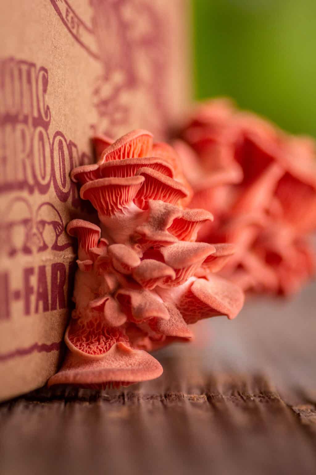 How Do Mushrooms Grow? An Easy Way to Grow Mushrooms at Home! This