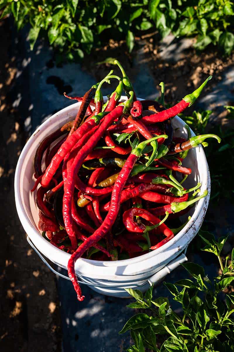 Boonville Barn Collective: The Best Chile Powder You'll Ever Taste