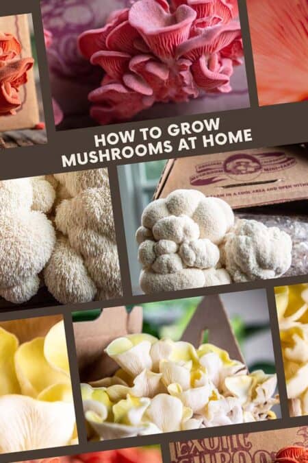 How Do Mushrooms Grow? An Easy Way to Grow Mushrooms at Home! - This ...