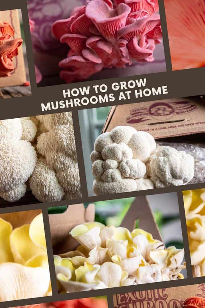 How Do Mushrooms Grow? An Easy Way to Grow Mushrooms at Home! - This
