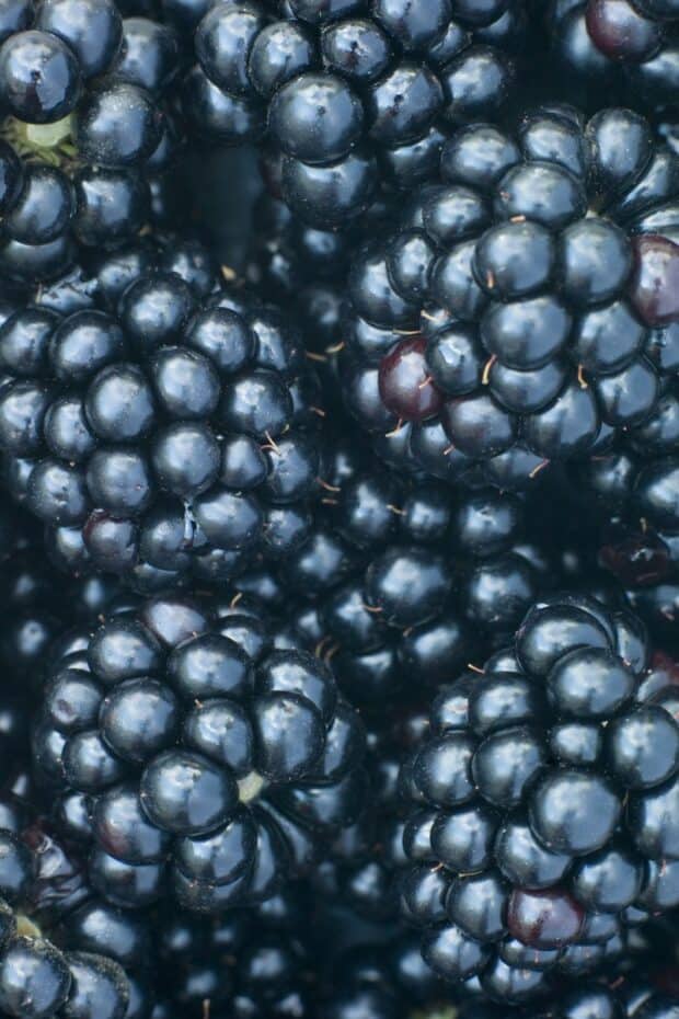 Can dogs eat blackberries? A Soft Baked Blackberry Dog Treat. - This ...