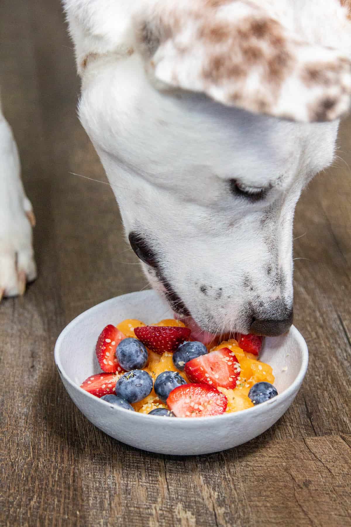 is cantaloupe bad for dogs to eat