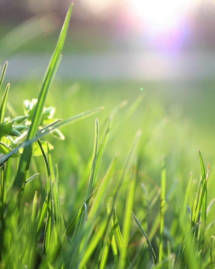 Curated visual reference: Visual Reference: Why Do Dogs Eat Grass The Truth Behind The Myth