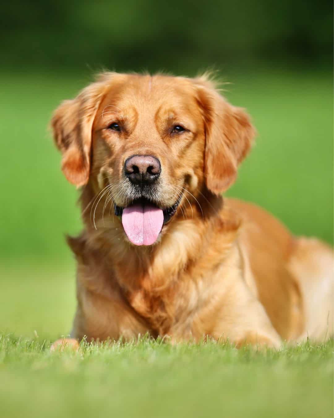 Dog laying on grass