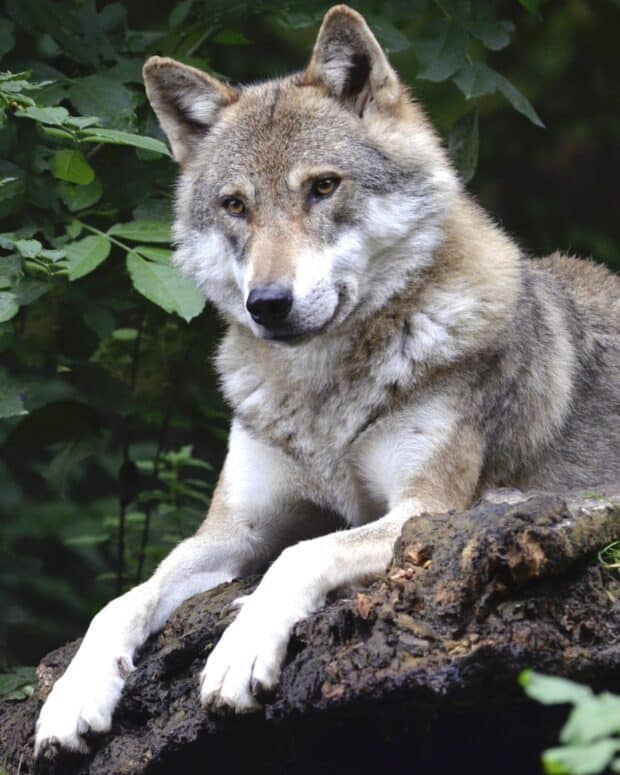 wolf laying on a rock