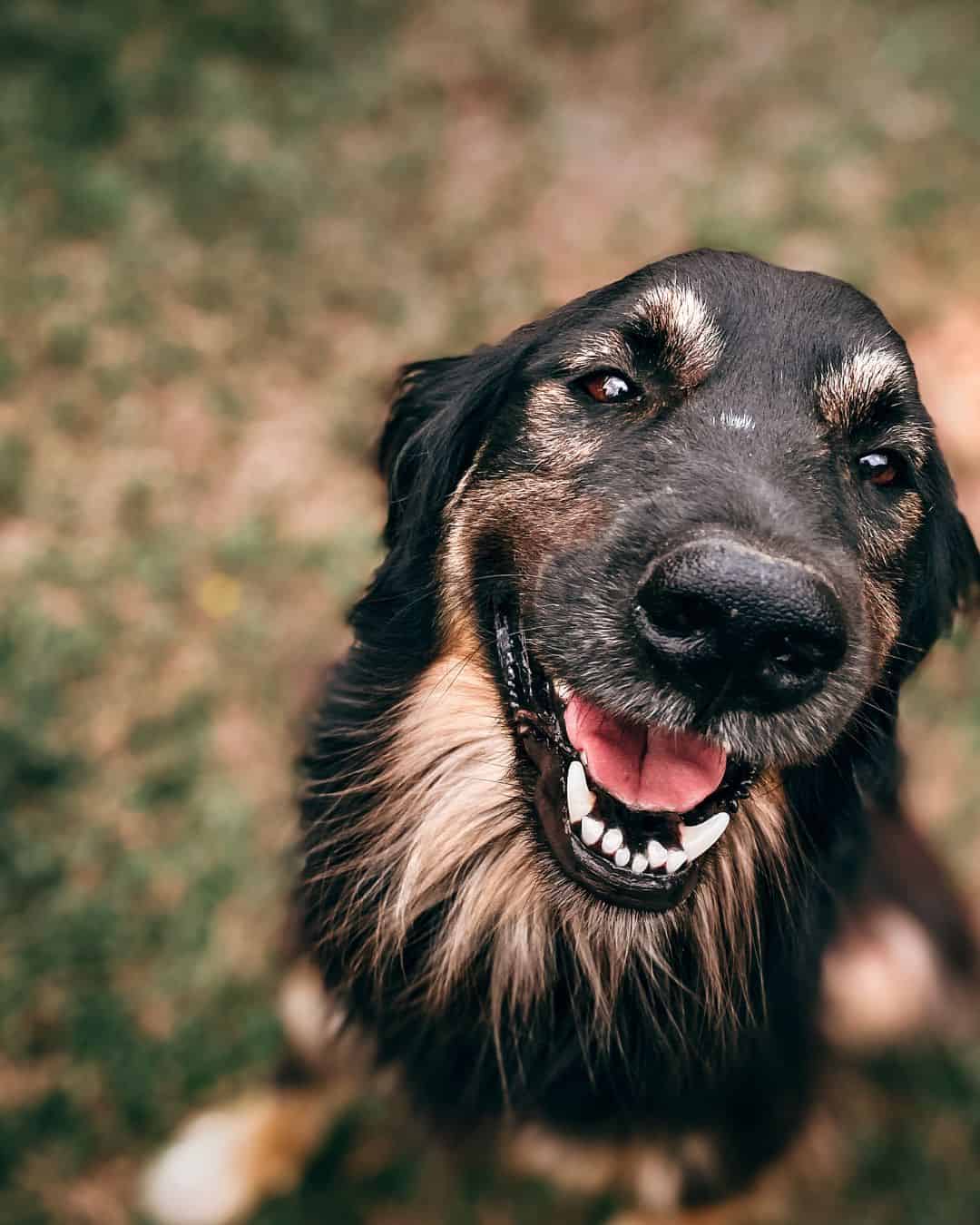 Why Do Dogs Eat Grass? The Truth Behind the Myth