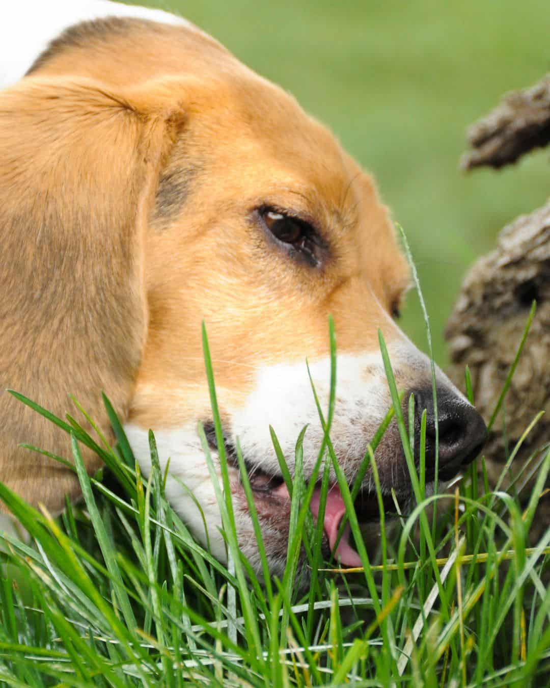 Is eating grass hot sale harmful for dogs