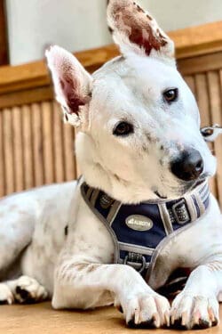 Why Do Dogs Eat Grass? The Truth Behind the Myth Cute white dog loking at camera