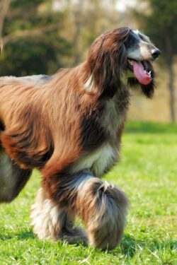 Dogs That Don't Shed: Hypoallergenic Dog Breeds