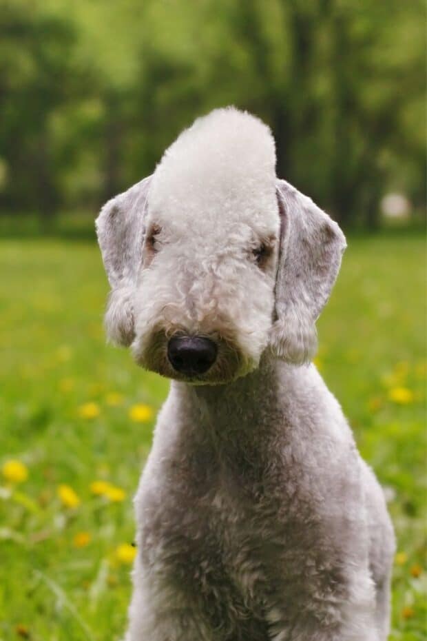 Bedlington Terrier