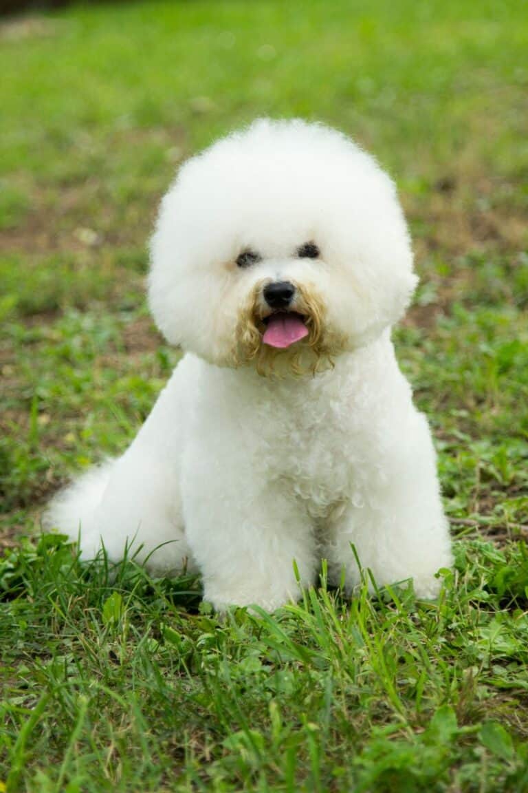 Dogs That Don't Shed: Hypoallergenic Dog Breeds - This Mess is Ours