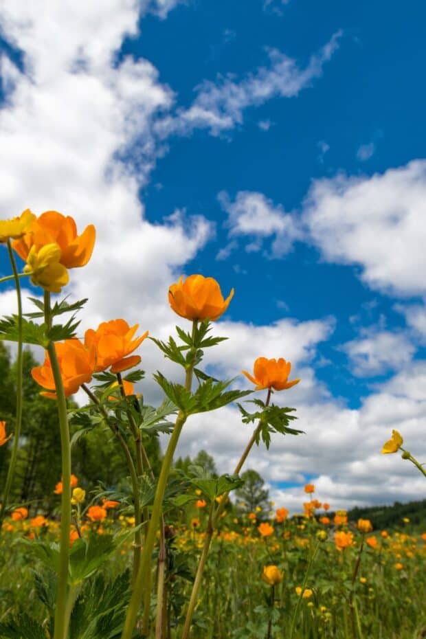 Orange flowers against the blue sky