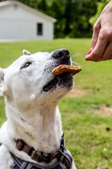 white dog eating biscuit