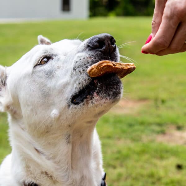 white dog eating biscuit
