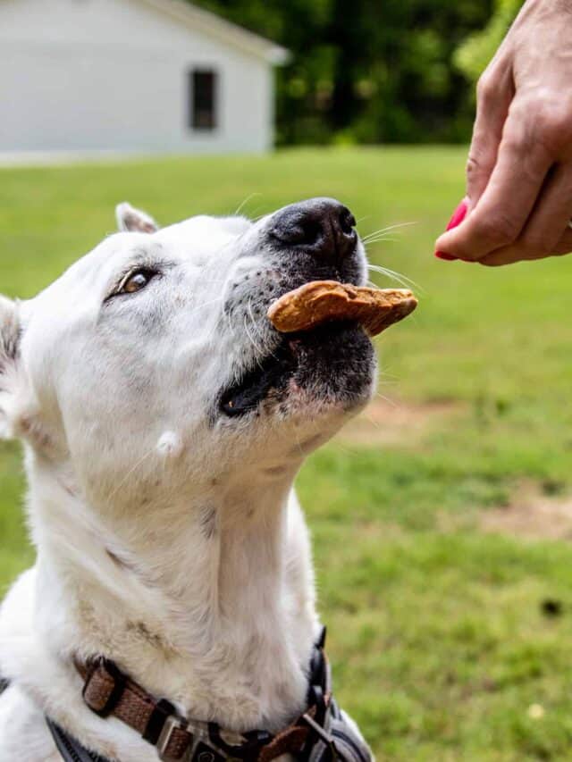 Can Dogs Have Carrots? A Biscuit Your Pup Will Love! - This Mess is Ours