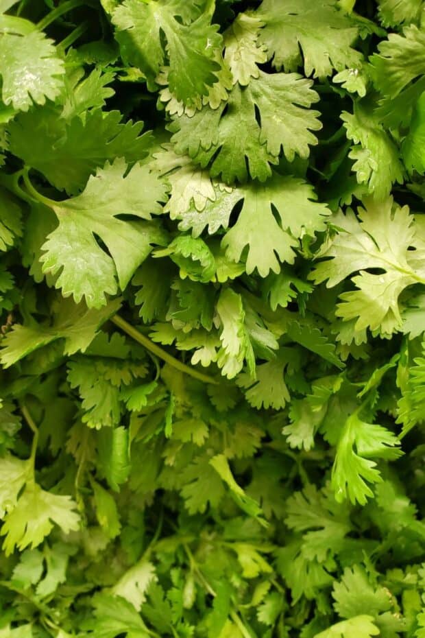 close up of cilantro