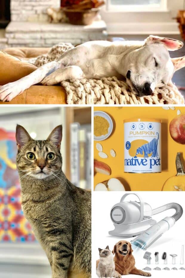 A collage with images of pet products as well as a cat and a dog.