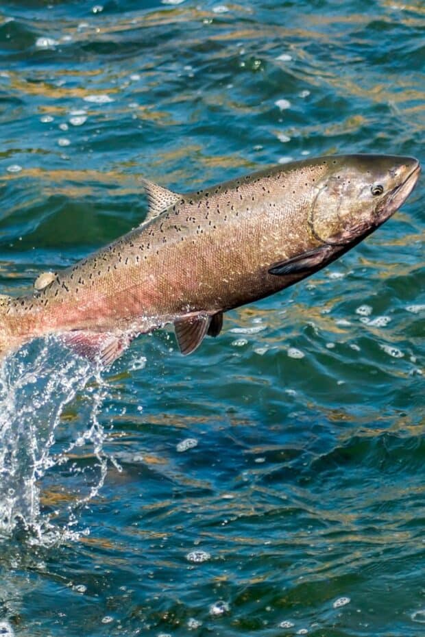 salmon fish jumping out of water