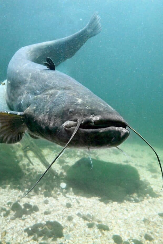 catfish swimming in water